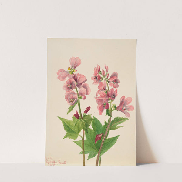 Plant Study (1939) by Mary Vaux Walcott