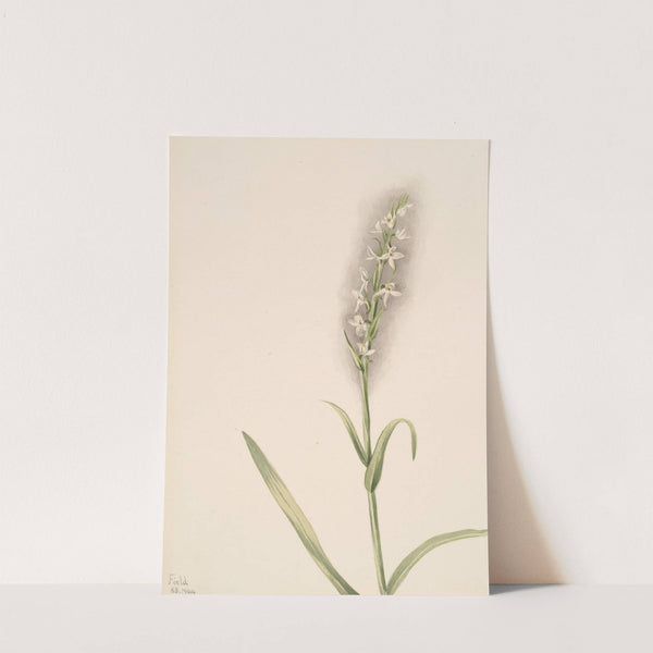 Plant Study (1904) by Mary Vaux Walcott