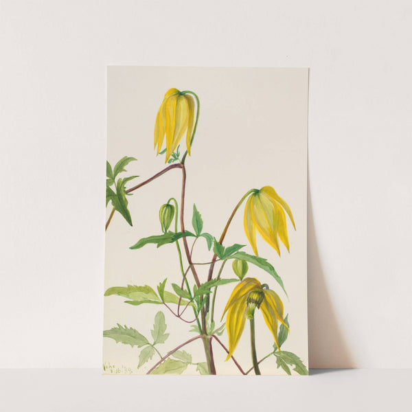 Plant Study (1939) by Mary Vaux Walcott