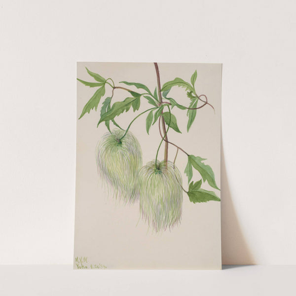 Plant Study (1939) by Mary Vaux Walcott