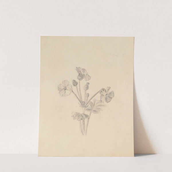 Plant Study by Mary Vaux Walcott