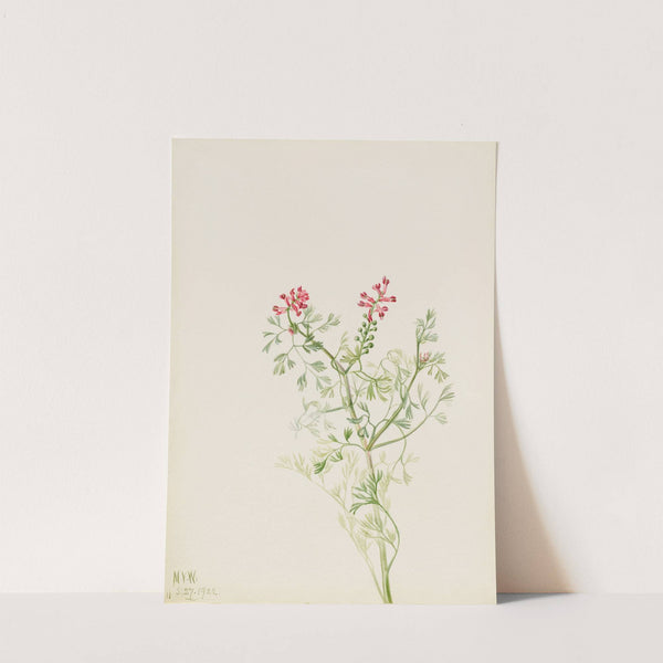 Plant Study (1922) by Mary Vaux Walcott