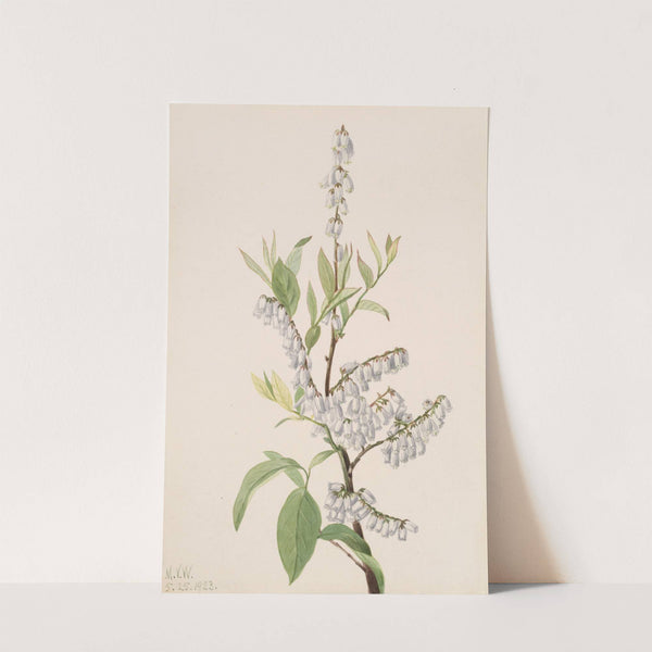 Plant Study (1923) by Mary Vaux Walcott