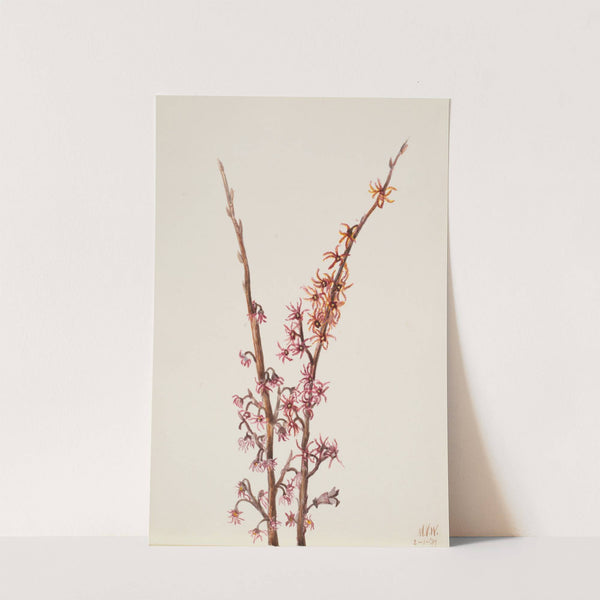 Plant Study (1939) by Mary Vaux Walcott