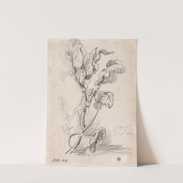 Plant Study by James Ward