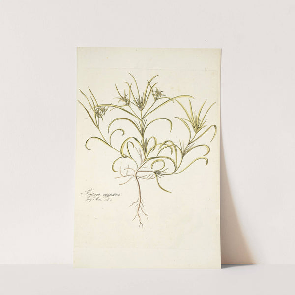 Plantago aegyptiaca by Nikolaus Joseph Freiherr von Jacquin