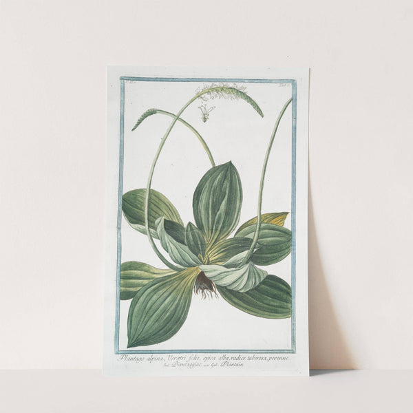 Plantago alpina, Veratri folio, spica alba, radice tuberosa, perenne - Piantaggine - Plaintain by Giorgio Bonelli