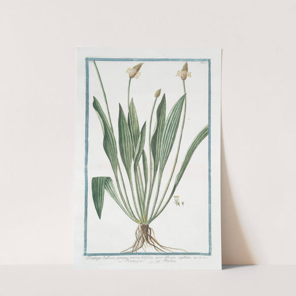 Plantago bulbosa, quimque nervia, latifolia, spica oblonga capillata - Piantaggine - Plantain by Giorgio Bonelli