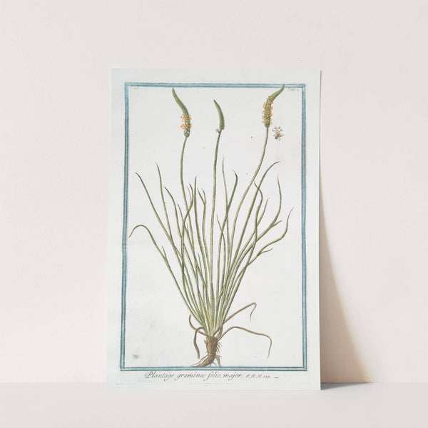 Plantago gramineo folio, major by Giorgio Bonelli