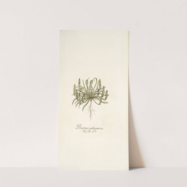 Plantago patagonica by Nikolaus Joseph Freiherr von Jacquin