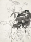 Plantenstudie