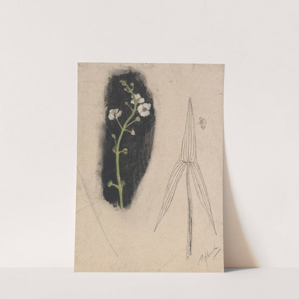 Plantenstudie met pijlkruid by Theo Nieuwenhuis