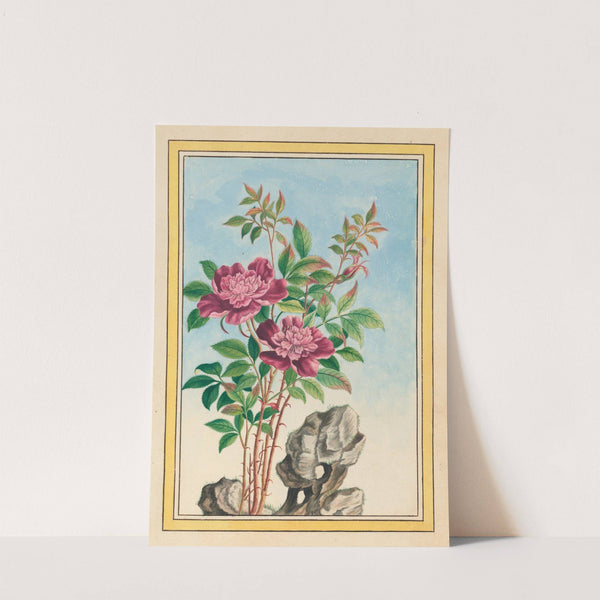 Plantes de Chine Pl.001 (1776) by Pierre Joseph Buchoz