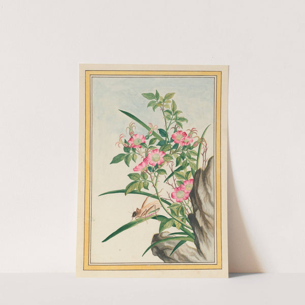 Plantes de Chine Pl.008 (1776) by Pierre Joseph Buchoz