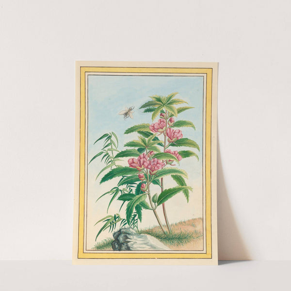 Plantes de Chine Pl.020 (1776) by Pierre Joseph Buchoz