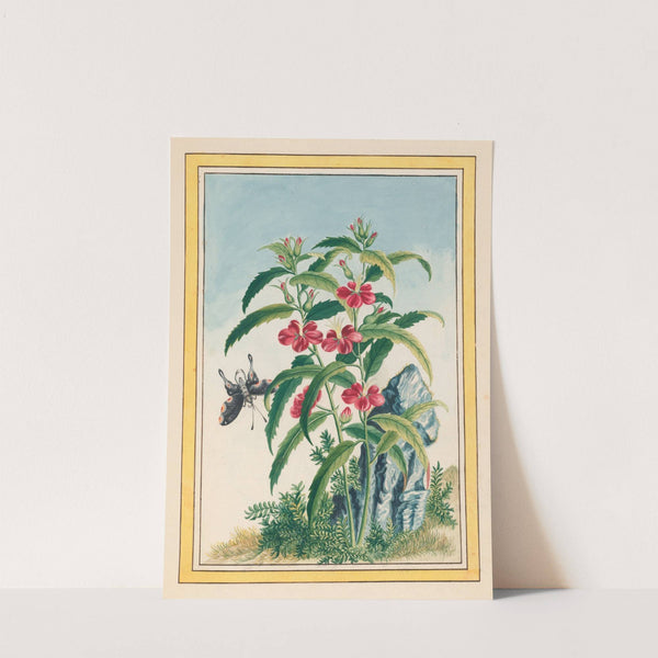 Plantes de Chine Pl.021 (1776) by Pierre Joseph Buchoz