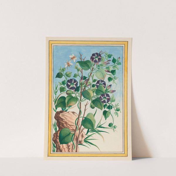 Plantes de Chine Pl.023 (1776) by Pierre Joseph Buchoz