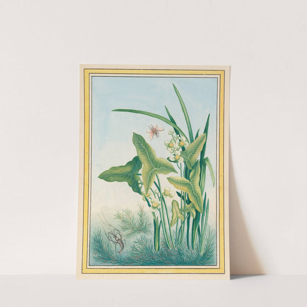 Plantes de Chine Pl.029 (1776) by Pierre Joseph Buchoz