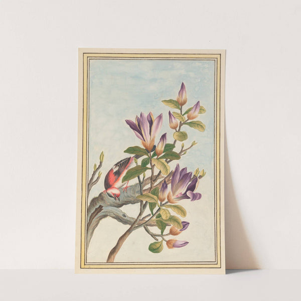 Plantes de Chine Pl.031 (1776) by Pierre Joseph Buchoz