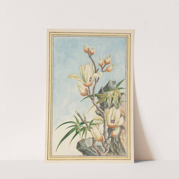 Plantes de Chine Pl.032 (1776) by Pierre Joseph Buchoz