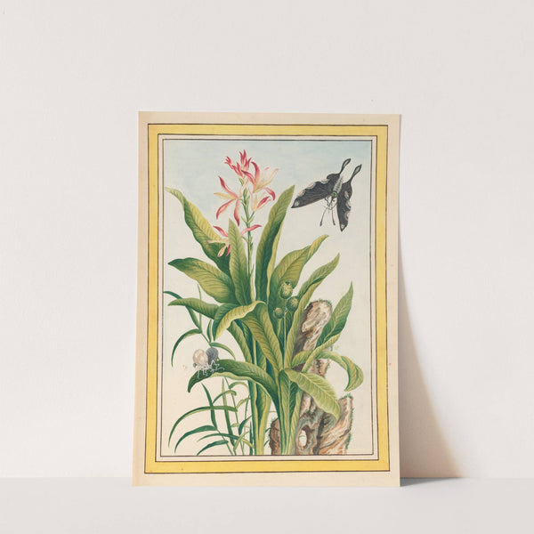 Plantes de Chine Pl.041 (1776) by Pierre Joseph Buchoz