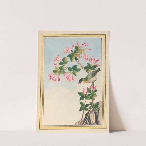 Plantes de Chine Pl.042 (1776) by Pierre Joseph Buchoz