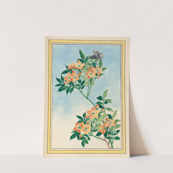 Plantes de Chine Pl.057 (1776) by Pierre Joseph Buchoz