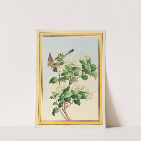 Plantes de Chine Pl.059 (1776) by Pierre Joseph Buchoz