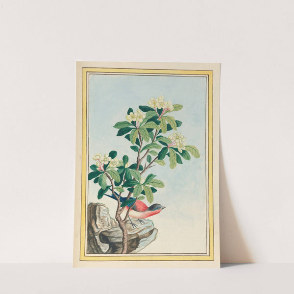 Plantes de Chine Pl.060 (1776) by Pierre Joseph Buchoz