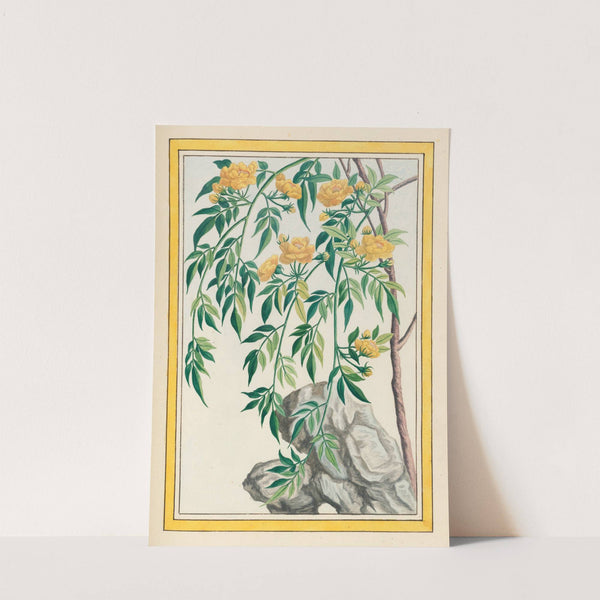 Plantes de Chine Pl.061 (1776) by Pierre Joseph Buchoz