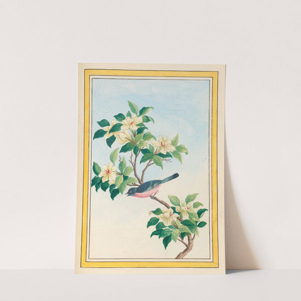 Plantes de Chine Pl.064 (1776) by Pierre Joseph Buchoz