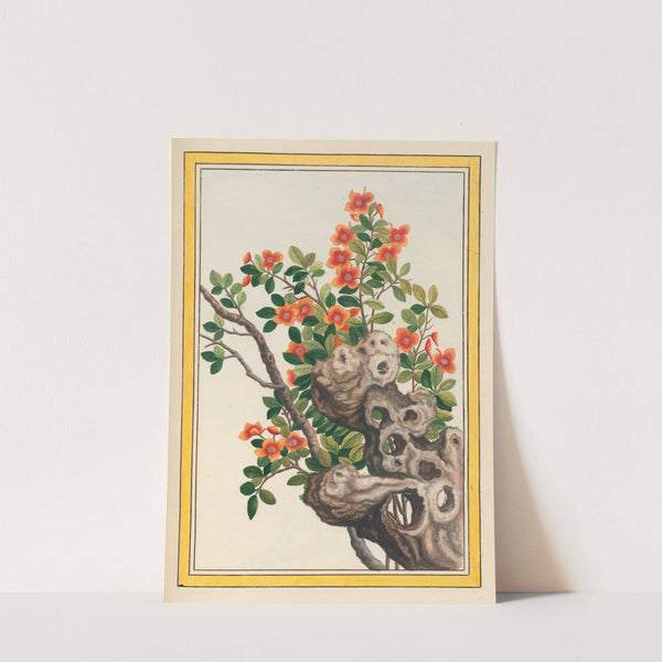 Plantes de Chine Pl.066 (1776) by Pierre Joseph Buchoz