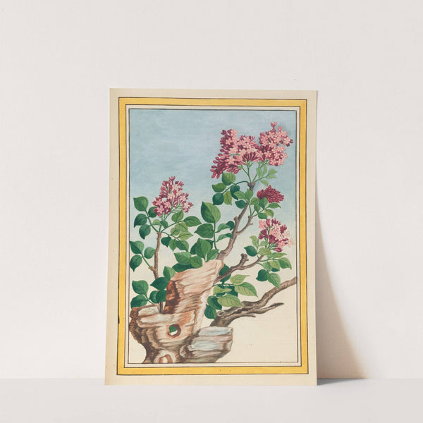 Plantes de Chine Pl.069 (1776) by Pierre Joseph Buchoz