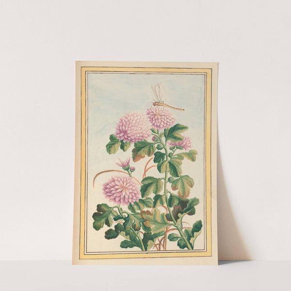 Plantes de Chine Pl.074 (1776) by Pierre Joseph Buchoz