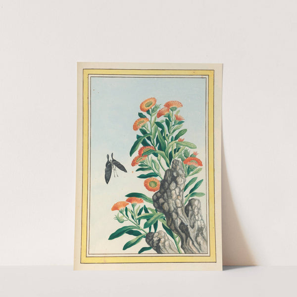 Plantes de Chine Pl.078 (1776) by Pierre Joseph Buchoz