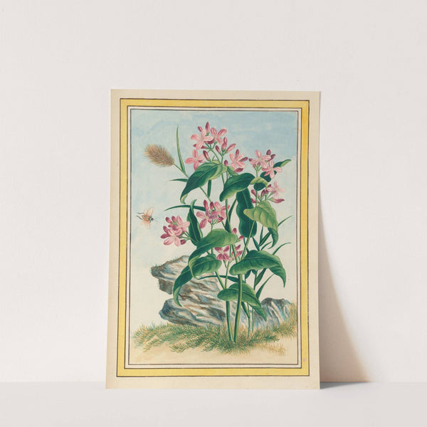 Plantes de Chine Pl.079 (1776) by Pierre Joseph Buchoz