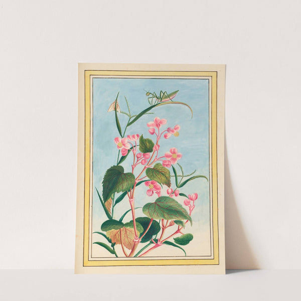 Plantes de Chine Pl.080 (1776) by Pierre Joseph Buchoz