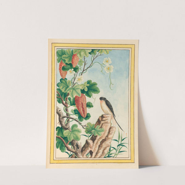 Plantes de Chine Pl.085 (1776) by Pierre Joseph Buchoz