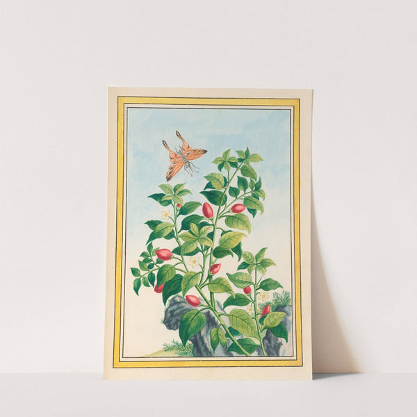 Plantes de Chine Pl.086 (1776) by Pierre Joseph Buchoz