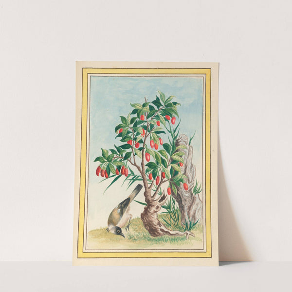 Plantes de Chine Pl.087 (1776) by Pierre Joseph Buchoz