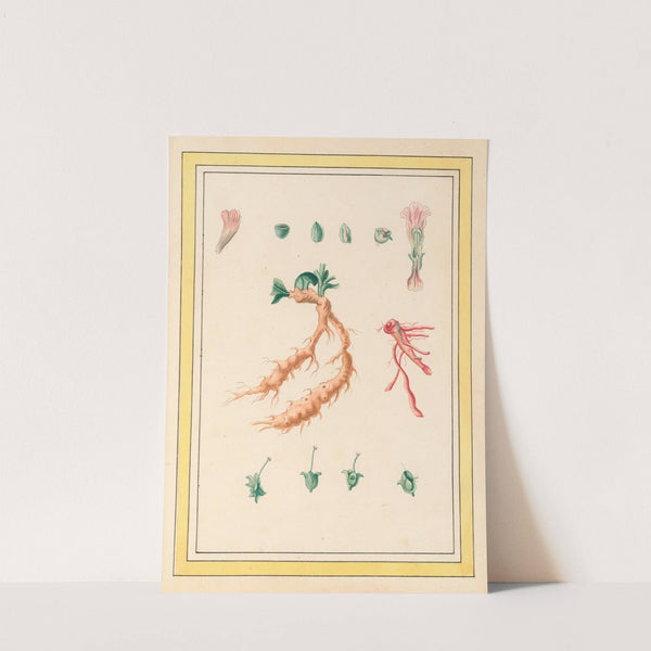 Plantes de Chine Pl.101 (1776) by Pierre Joseph Buchoz