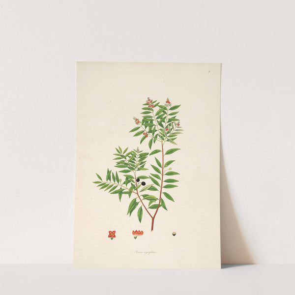 Plants of the coast of Coromandel Pl.002 by William Roxburgh