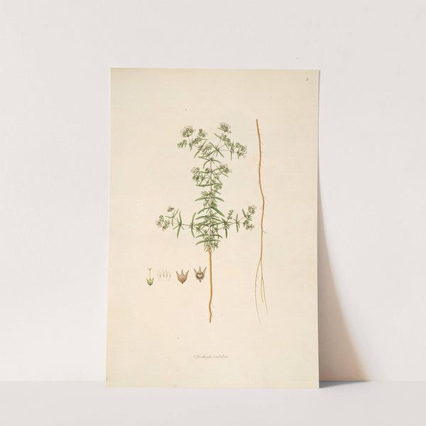 Plants of the coast of Coromandel Pl.003 by William Roxburgh