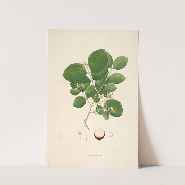 Plants of the coast of Coromandel Pl.004 by William Roxburgh