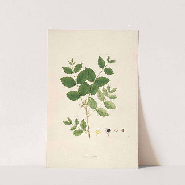 Plants of the coast of Coromandel Pl.005 by William Roxburgh