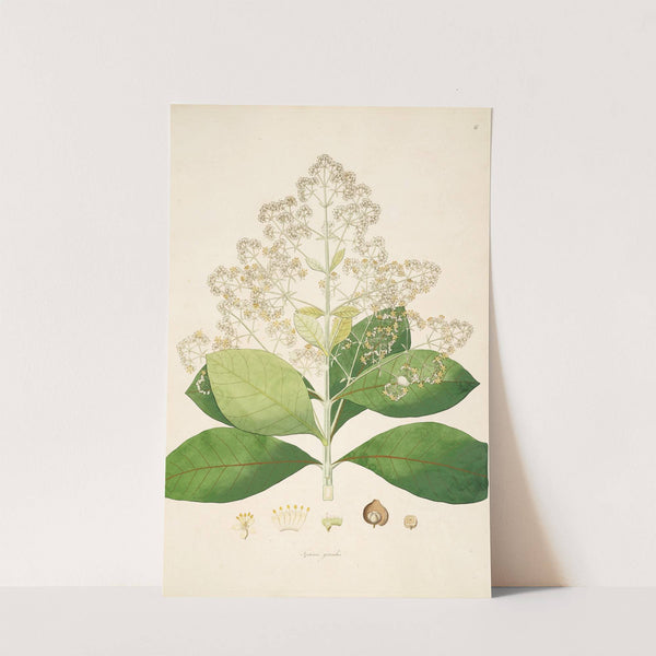 Plants of the coast of Coromandel Pl.006 by William Roxburgh