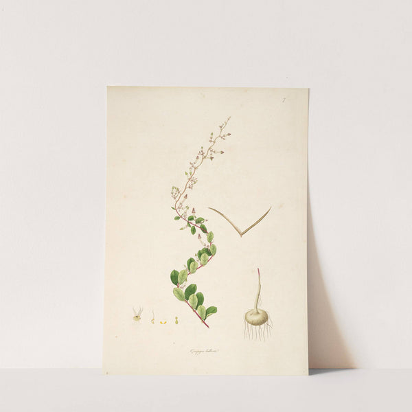 Plants of the coast of Coromandel Pl.007 by William Roxburgh