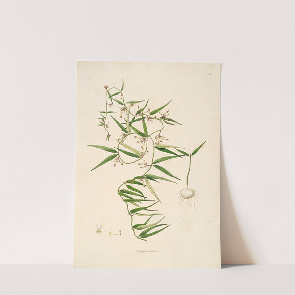 Plants of the coast of Coromandel Pl.008 by William Roxburgh