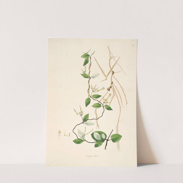 Plants of the coast of Coromandel Pl.009 by William Roxburgh