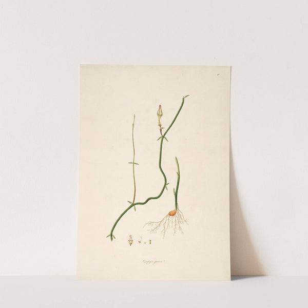 Plants of the coast of Coromandel Pl.010 by William Roxburgh